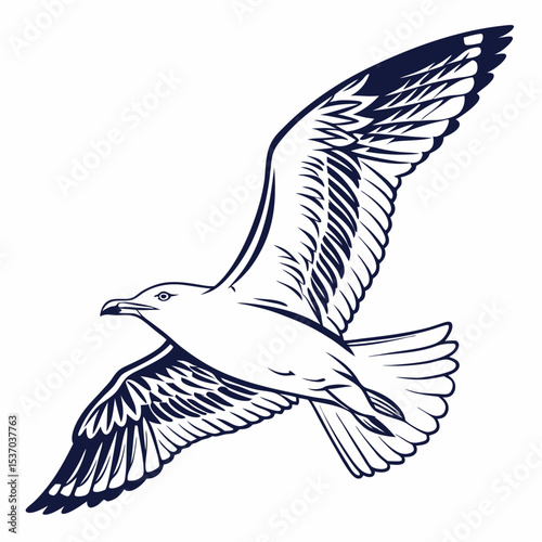 Professional seagull illustration isolated on white background, clean cutout, transparent png