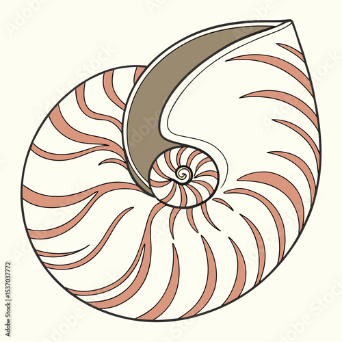 Nautilis shell illustration spiral seashell ocean nature design