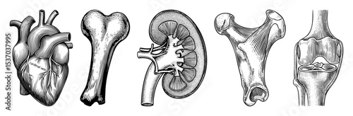 Vector Detailed anatomical illustrations depict a heart femur kidney and knee joint.