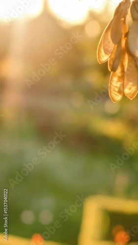 Cluster of maple samaras illuminated by golden light hang against a blurred, green background in a tranquil nature scene