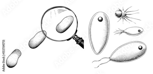 Vector Microscopic organisms and a magnifying glass illustrate biological study.