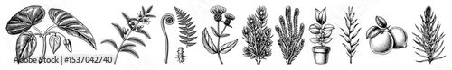 Vector Botanical showcases a diverse collection of plant life in a vintage engraving style.