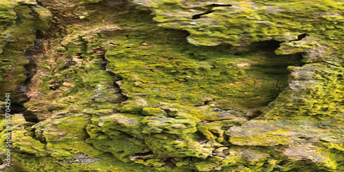 moss on the tree green nature underwater landscape .