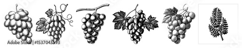Vector Detailed illustrations of hanging grape bunches showcase botanical accuracy.