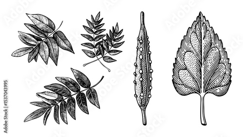 Vector Botanical featuring diverse leaf and pod arrangements in a vintage style.