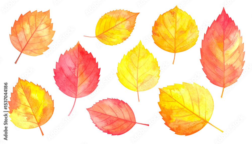 Obraz premium Feuilles d'automne, ensemble de feuilles diverses (matériel d'illustration avec texture aquarelle)