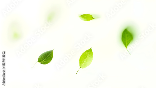 Falling green leaves. Flat lay, top view. Isolated on a white background.