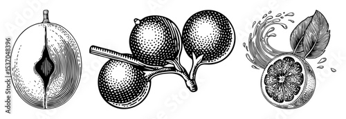 Vector Detailed illustrations of citrus fruits showcase a halved fruit a branch with whole fruits and a sliced fruit with juice splash.