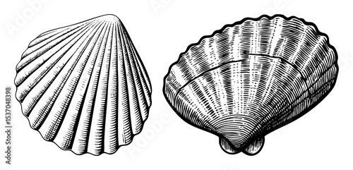 Vector Detailed illustrations of two scallop shells showcase intricate ribbed textures.