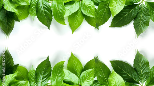 green leaves. Flat lay, top view. Isolated on a white background.