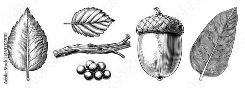 Vector Botanical collection featuring leaves acorn branch and berries in engraved style.