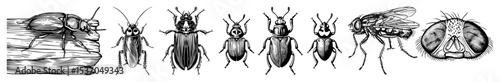 Vector Detailed illustrations of various beetles and a hand holding one.