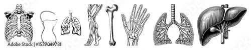 Vector Detailed anatomical illustrations depict human skeletal and organ systems.