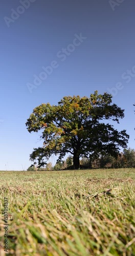 Wallpaper Mural the yellowing foliage of an oak tree growing in a field, beautiful changes in oak foliage in the autumn season in sunny weather Torontodigital.ca