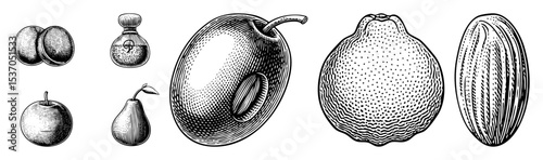 Vector Collection of vintage-style fruit illustrations showcases diverse botanical specimens.