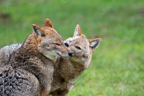 Love of jackals
