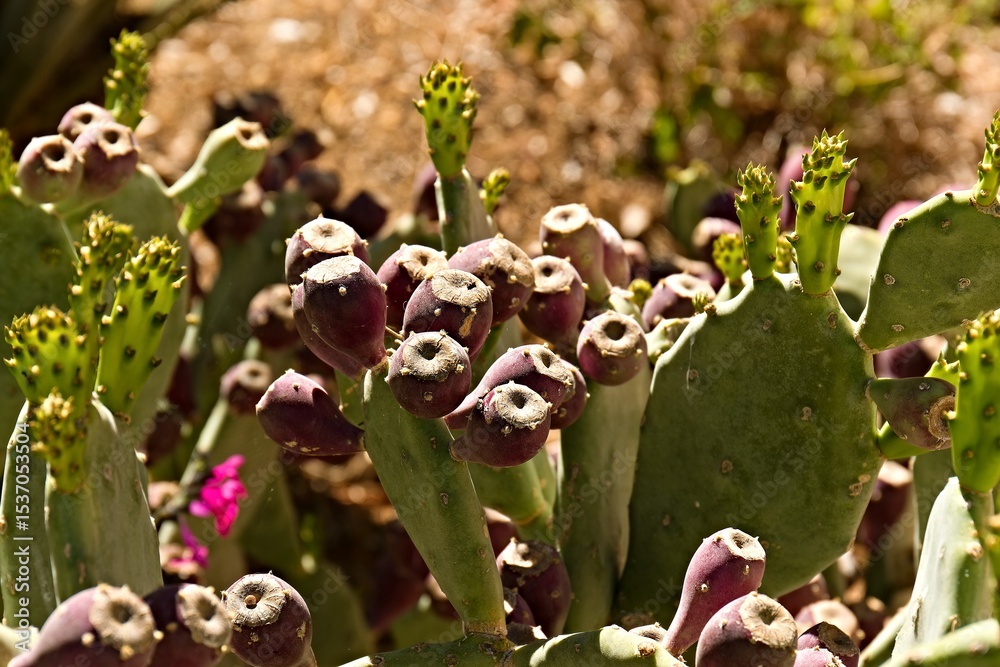 Obraz premium Prickly pear in the Valley of the Temples Agrigento in Sicily. Italy. Europe.