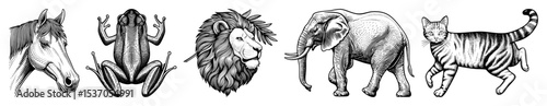 Vector Diverse animal illustrations depict a zebra frog lion elephant and tabby cat.