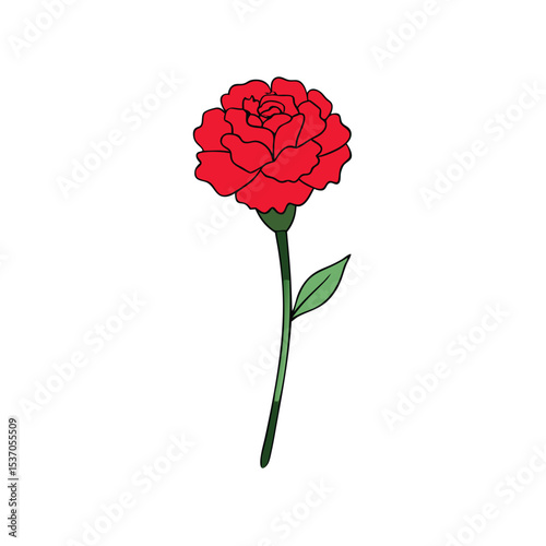 Vivid Red Carnation Flower Illustration with Single Leaf and Green Stem Isolated