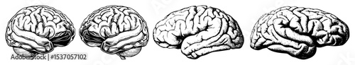 Vector Detailed anatomical illustrations showcase the human brain from multiple perspectives.