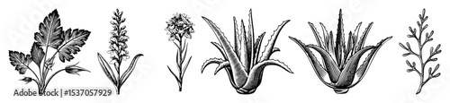 Vector Botanical featuring diverse plant species in a vintage engraving style.