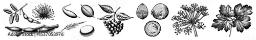 Vector Botanical illustrations showcase diverse plant structures and seed forms.