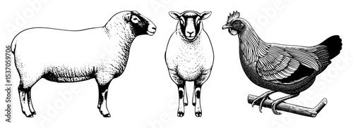 Vector Farm animals including lambs and a hen are depicted in a vintage style.