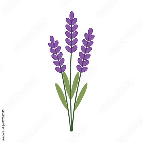 Simple Lavender Flowers Illustration with Green Stems and Leaves on Isolated Background