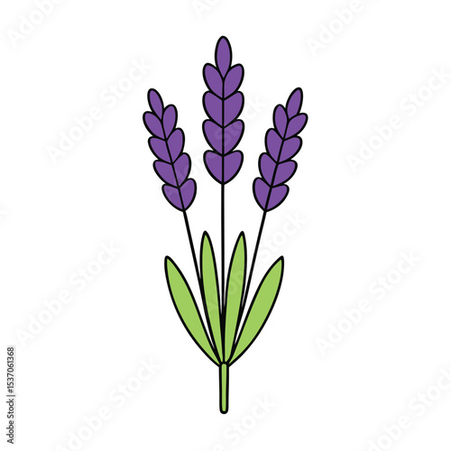 Stylized Lavender Illustration Three Purple Flower Spikes with Green Leaves on a White Background