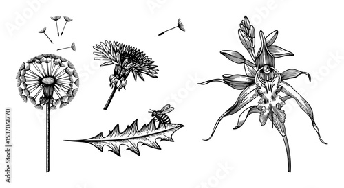 Vector Botanical featuring dandelion seed heads a blossoming orchid and a foraging bee.