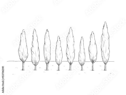 Hand drawn cypress trees row isolated on transparent background