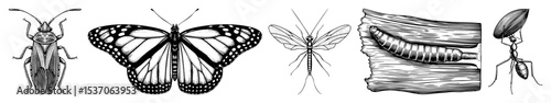 Vector Detailed illustrations of various insects including a beetle butterfly dragonfly and ant alongside a wood texture.