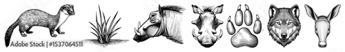 Vector African wildlife illustrations depict a weasel grass warthog rhino zebra and antelope.