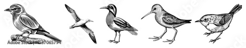 Vector Five detailed avian illustrations showcase diverse bird species in a vintage engraving style.