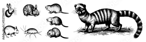 Vector Diverse collection of small mammals illustrated in a vintage engraving style.