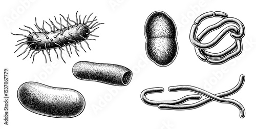 Vector Diverse bacterial forms showcases various microbial shapes.