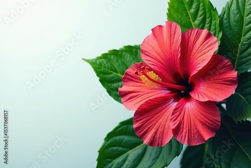 Bold blooming hibiscus, vibrant tropical leaves, continuous print , plant pattern, wallpaper, repeat
