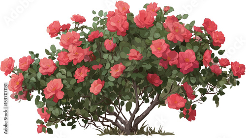 A detailed close-up shot of a coral-colored rose bush against a white background.  The image shows a dense collection of numerous blossoms in various stages of bloom, surrounded by green foliage.