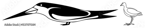 Vector Stylized birds features a black and white shorebird and a wading bird.
