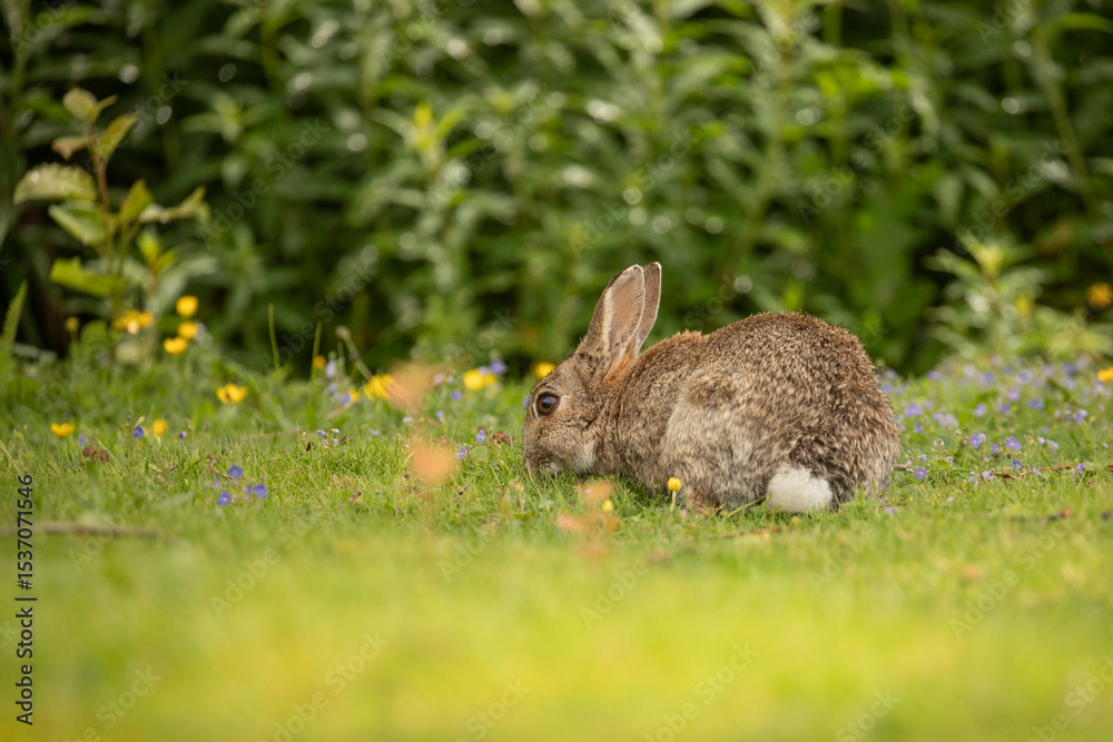 Fototapeta premium a bunny eating some gras