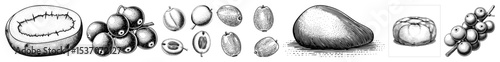 Vector Detailed illustrations of various plum fruits showcase their forms and textures.