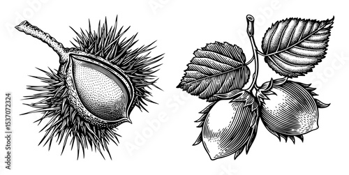 Vector Detailed illustrations depict a chestnut bur and leaves.
