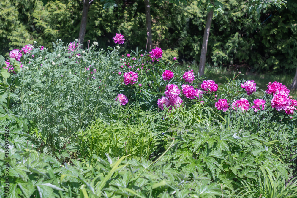 Obraz premium Flowering pink flowers of peony in flowerbed in summer garden. Lush bushes paeonia the family paeoniaceae blossom in gardening. Herbaceous perennials and deciduous shrubs of pink peonys growth.