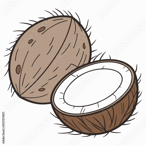 Whole coconut and half coconut illustration