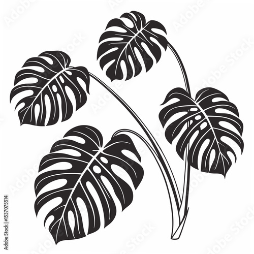 Elegant monstera deliciosa leaves isolated on white
