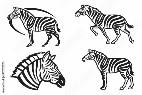 zebras isolated on white