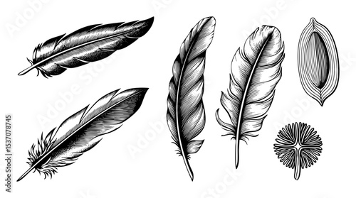 Vector Collection of detailed feather illustrations in vintage engraving style.