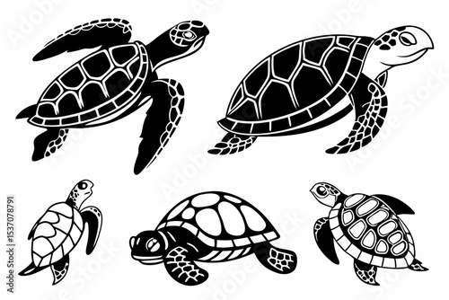 turtle vector illustration