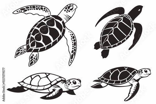 turtle vector illustration