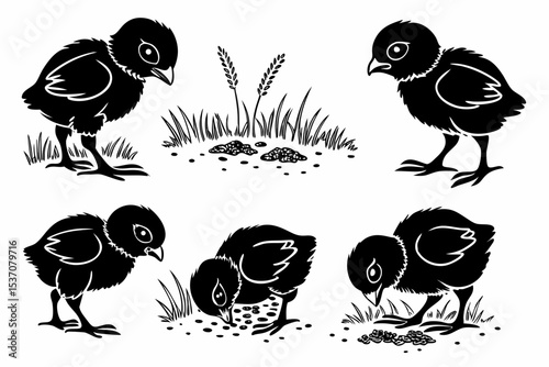 set of chicken